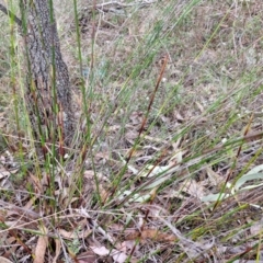 Caustis flexuosa at Bungonia, NSW - 7 Sep 2024