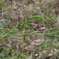 Caustis flexuosa at Bungonia, NSW - 7 Sep 2024