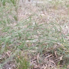 Caustis flexuosa at Bungonia, NSW - 7 Sep 2024