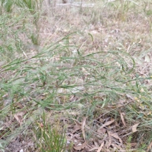 Caustis flexuosa at Bungonia, NSW - 7 Sep 2024