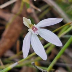 Caladenia fuscata at Bungonia, NSW - 6 Sep 2024 by trevorpreston