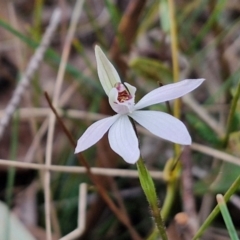 Caladenia fuscata at Bungonia, NSW - 7 Sep 2024