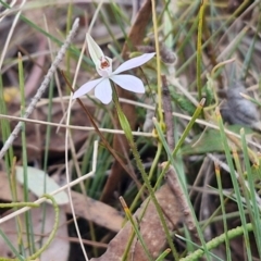 Caladenia fuscata at Bungonia, NSW - 7 Sep 2024