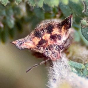 Deroploa parva at Surf Beach, NSW - 7 Sep 2024