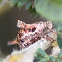 Deroploa parva at Surf Beach, NSW - 7 Sep 2024