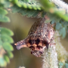 Deroploa parva at Surf Beach, NSW - 7 Sep 2024