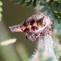 Deroploa parva at Surf Beach, NSW - 7 Sep 2024