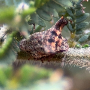 Deroploa parva at Surf Beach, NSW - 7 Sep 2024