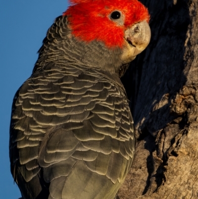 Callocephalon fimbriatum (Gang-gang Cockatoo) at Ainslie, ACT - 7 Sep 2024 by trevsci