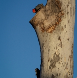 Callocephalon fimbriatum at Ainslie, ACT - 7 Sep 2024