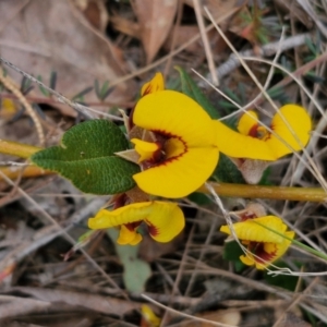 Mirbelia platylobioides at Bungonia, NSW - 7 Sep 2024