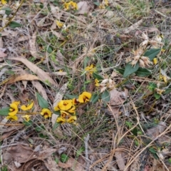 Mirbelia platylobioides at Bungonia, NSW - 7 Sep 2024