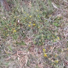 Mirbelia platylobioides at Bungonia, NSW - 7 Sep 2024