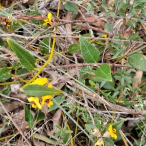 Mirbelia platylobioides at Bungonia, NSW - 7 Sep 2024