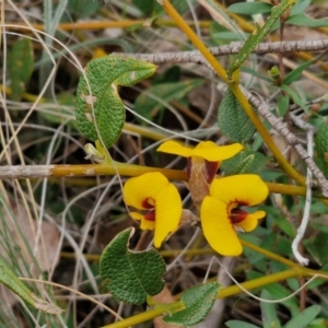 Mirbelia platylobioides at Bungonia, NSW - 7 Sep 2024