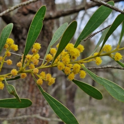 Acacia buxifolia subsp. buxifolia at Bungonia, NSW - 6 Sep 2024 by trevorpreston