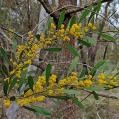 Acacia penninervis at Bungonia, NSW - 7 Sep 2024