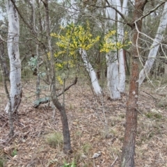 Acacia penninervis at Bungonia, NSW - 7 Sep 2024 09:44 AM