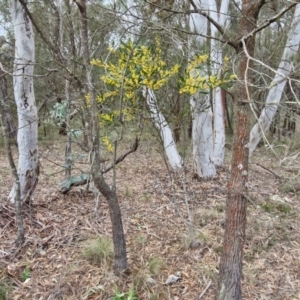 Acacia penninervis at Bungonia, NSW - 7 Sep 2024