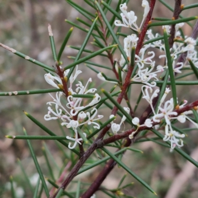 Hakea decurrens subsp. decurrens (Bushy Needlewood) at Bungonia, NSW - 6 Sep 2024 by trevorpreston