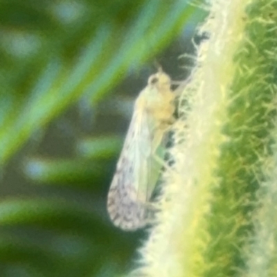 Acizzia sp. (genus) (Unidentified wattle psyllid) at Surf Beach, NSW - 7 Sep 2024 by Hejor1