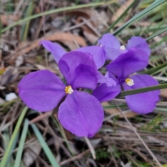 Patersonia sericea (silky purple-flag) at Bungonia, NSW - 7 Sep 2024 by trevorpreston