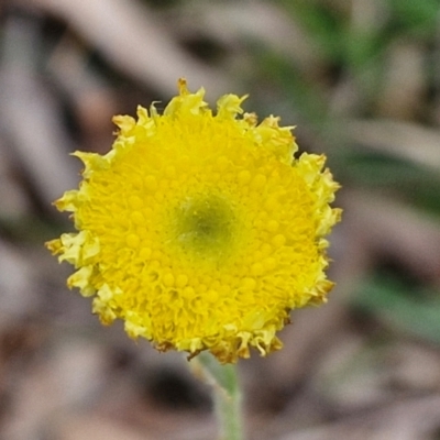 Coronidium scorpioides (Button Everlasting) at Bungonia, NSW - 6 Sep 2024 by trevorpreston