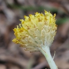 Coronidium scorpioides at Bungonia, NSW - 7 Sep 2024