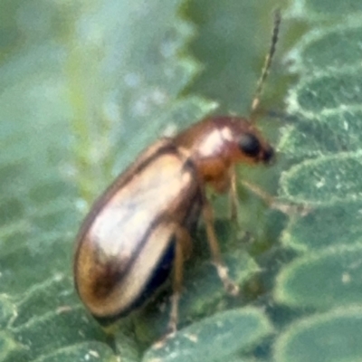 Chrysomelidae sp. (family) (Unidentified Leaf Beetle) at Surf Beach, NSW - 7 Sep 2024 by Hejor1