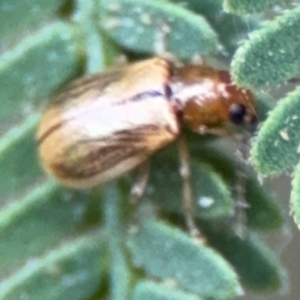 Chrysomelidae sp. (family) at Surf Beach, NSW - 7 Sep 2024