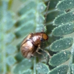 Chrysomelidae sp. (family) at Surf Beach, NSW - 7 Sep 2024 01:38 PM