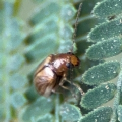 Chrysomelidae sp. (family) at Surf Beach, NSW - 7 Sep 2024