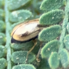 Chrysomelidae sp. (family) at Surf Beach, NSW - 7 Sep 2024