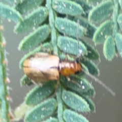Chrysomelidae sp. (family) at Surf Beach, NSW - 7 Sep 2024 01:38 PM