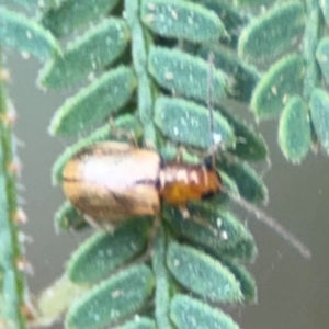 Chrysomelidae sp. (family) at Surf Beach, NSW - 7 Sep 2024