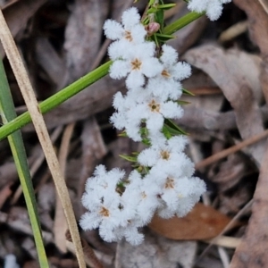 Leucopogon virgatus at Bungonia, NSW - 7 Sep 2024 09:40 AM