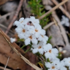 Leucopogon virgatus at Bungonia, NSW - 7 Sep 2024 09:40 AM