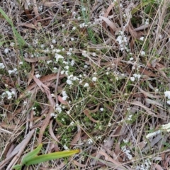 Leucopogon virgatus at Bungonia, NSW - 7 Sep 2024 09:40 AM