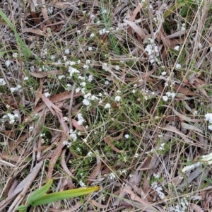 Leucopogon virgatus at Bungonia, NSW - 7 Sep 2024 09:40 AM