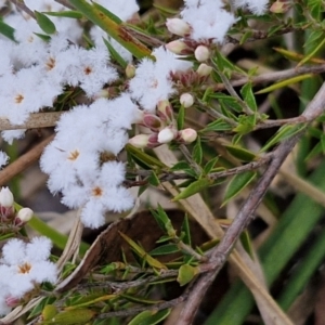 Leucopogon virgatus at Bungonia, NSW - 7 Sep 2024 09:40 AM