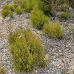 Choretrum pauciflorum (Dwarf Sour Bush) at Bungonia, NSW - 6 Sep 2024 by trevorpreston