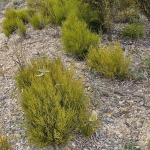 Choretrum pauciflorum at Bungonia, NSW - 7 Sep 2024