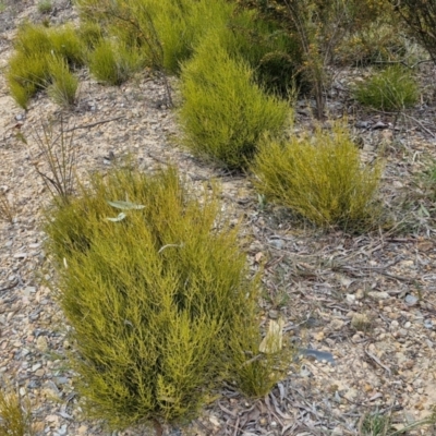 Choretrum pauciflorum (Dwarf Sour Bush) at Bungonia, NSW - 6 Sep 2024 by trevorpreston