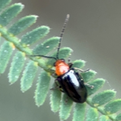 Lamprolina impressicollis (Pittosporum leaf beetle) at Surf Beach, NSW - 7 Sep 2024 by Hejor1