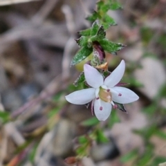 Unidentified Other Shrub at Bungonia, NSW - 6 Sep 2024 by trevorpreston