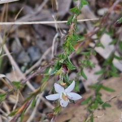 Rhytidosporum procumbens at Bungonia, NSW - 7 Sep 2024