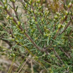 Rhytidosporum procumbens at Bungonia, NSW - 7 Sep 2024