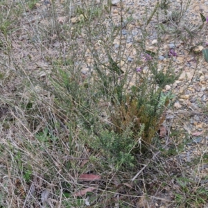 Rhytidosporum procumbens at Bungonia, NSW - 7 Sep 2024 09:38 AM