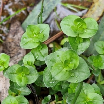 Gratiola peruviana (Australian Brooklime) at Bungonia, NSW - 7 Sep 2024 by trevorpreston