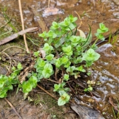 Gratiola peruviana at Bungonia, NSW - 7 Sep 2024